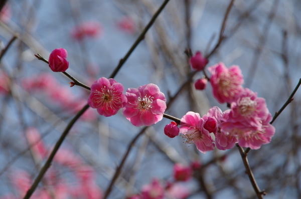 春を探しに　～　近くの公園散歩_b0356401_16353117.jpg