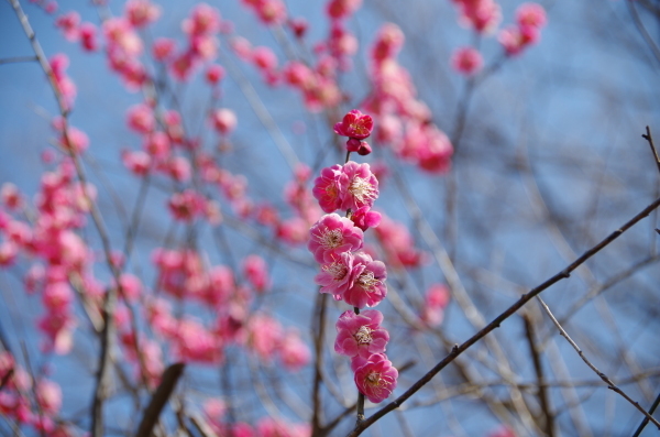 春を探しに　～　近くの公園散歩_b0356401_16354570.jpg