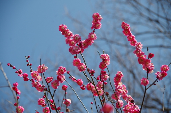 春を探しに　～　近くの公園散歩_b0356401_16355954.jpg