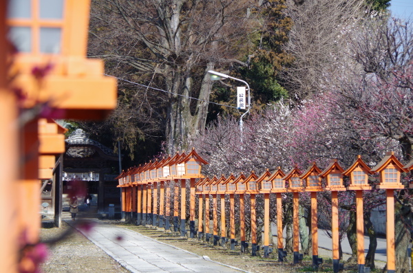 春を探しに　～　近くの公園散歩_b0356401_16363563.jpg