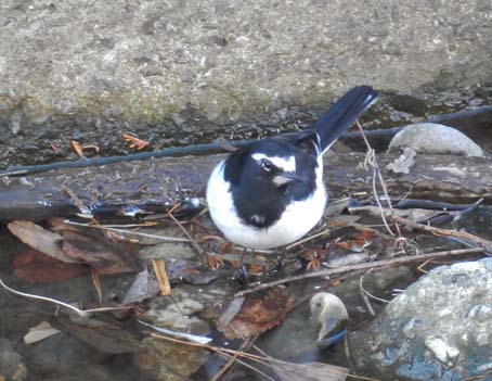 最近この辺で見かけた鳥　一覧_f0014205_1151535.jpg