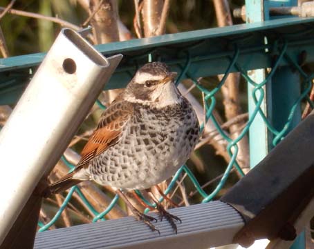 最近この辺で見かけた鳥　一覧_f0014205_1152316.jpg