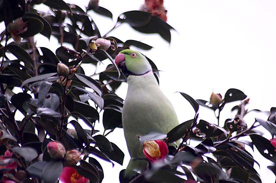 散歩コースでの花と、ワカタケホンセイインコ_e0255509_20335995.jpg