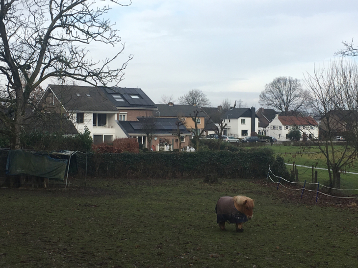 オランダの田舎の風景に癒され&#128149;_f0095309_11563747.jpg