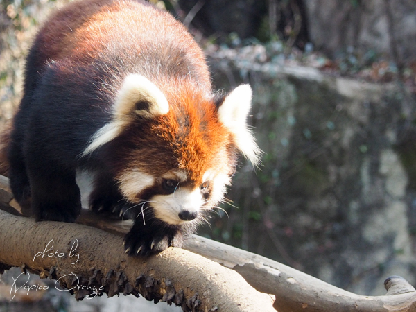 多摩動物公園　2月27日_f0321610_22094232.jpg