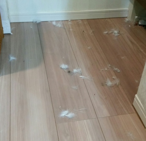 e0144012_13272513.jpeg