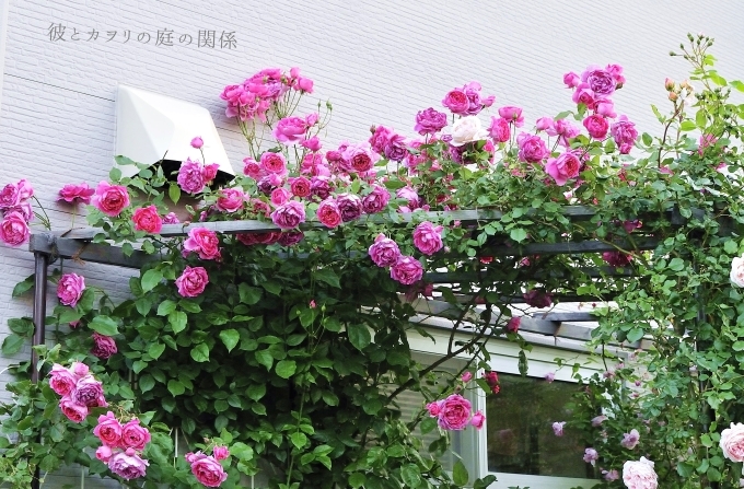 派手な薔薇_c0365716_20442066.jpg