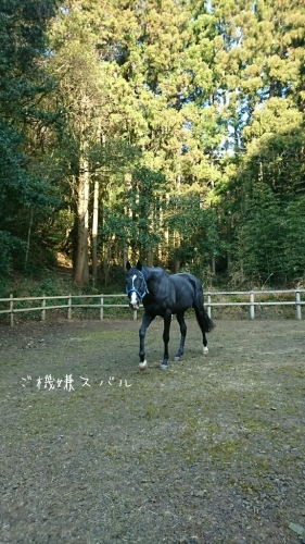 b0187620_20513996.jpg
