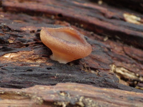 e0352220_20550542.jpg