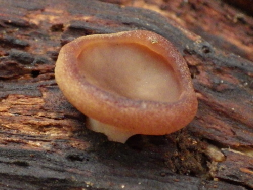 e0352220_20553292.jpg