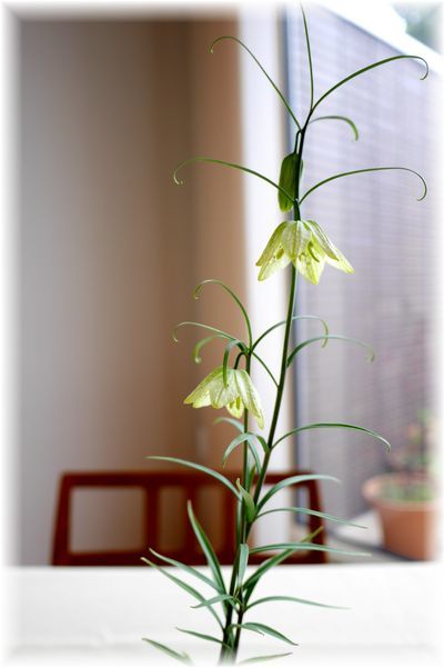 早春の花 貝母百合 Less Is More 早春の花 貝母百合 Less Is More