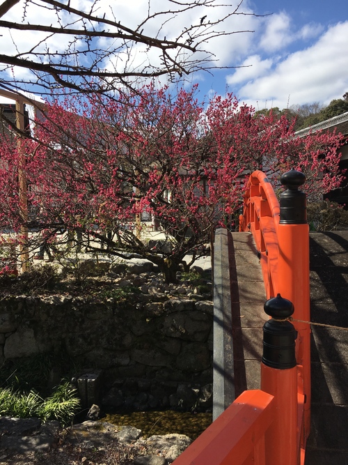 下鴨神社の「光琳の梅」_a0197730_1315443.jpg