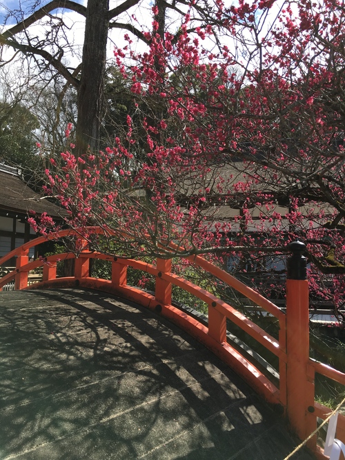 下鴨神社の「光琳の梅」_a0197730_1335577.jpg