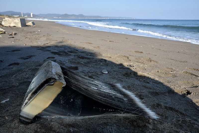 ヒゲクジラ亜目の鯨ひげ こんなものを見た２