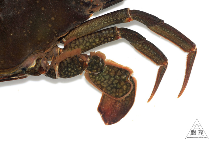 546 沖縄県産 ~アミメノコギリガザミを食らう~_c0211532_19244222.jpg
