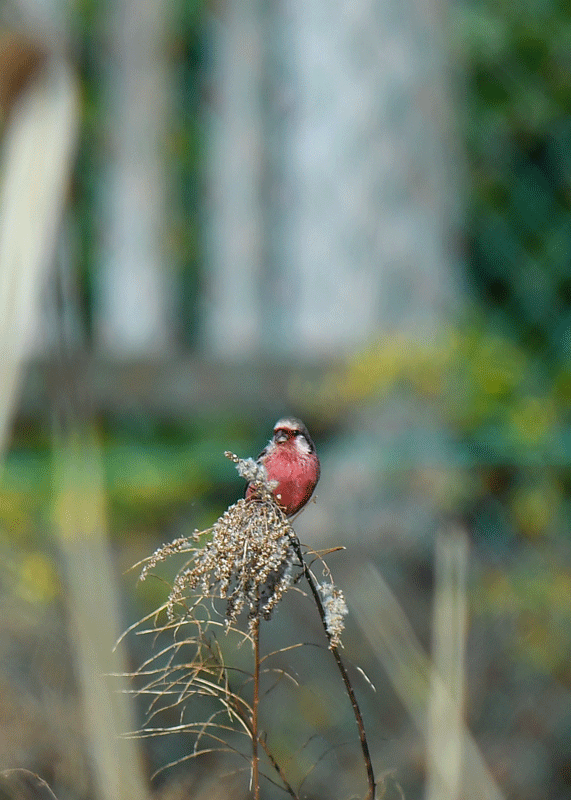 d0290240_11523873.gif
