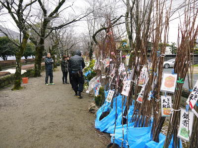 きくち初市 熊本県菊池市に春の訪れを告げる恒例の植木市 2017 御所通りにまつわる歴史探索 その2_a0254656_1657737.jpg