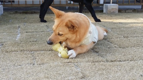 雪山の思い出（追加）_e0200357_00550911.jpg