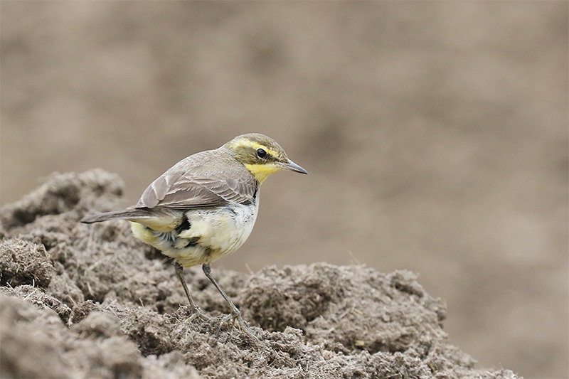 石垣島で鳥撮影してきました。今日はツメナガセキレイです。_f0368272_19254322.jpg