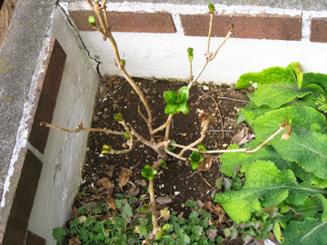 挿し木の紫陽花たちを地植え にゃんてワンダホー