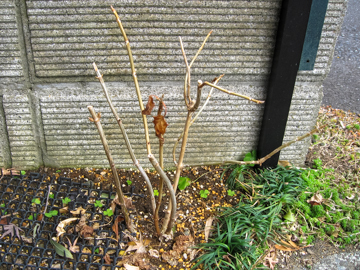 挿し木の紫陽花たちを地植え にゃんてワンダホー