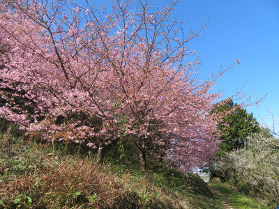 河津桜_c0125501_15113393.jpg