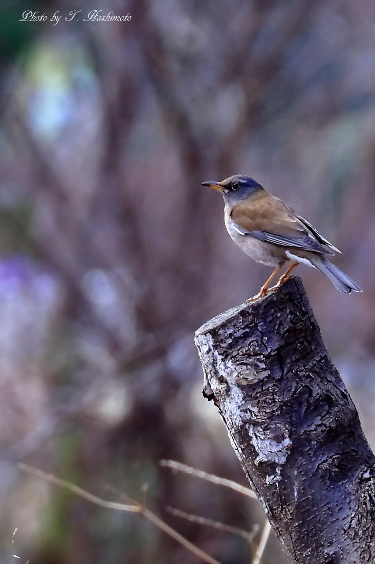 粘り強く野鳥探索_d0334006_20335306.jpg