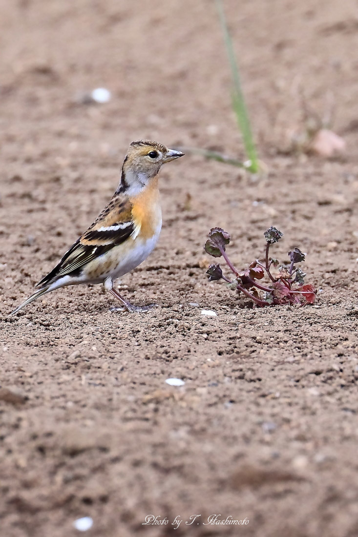 粘り強く野鳥探索_d0334006_20350026.jpg