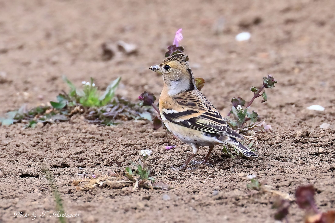 粘り強く野鳥探索_d0334006_20352633.jpg