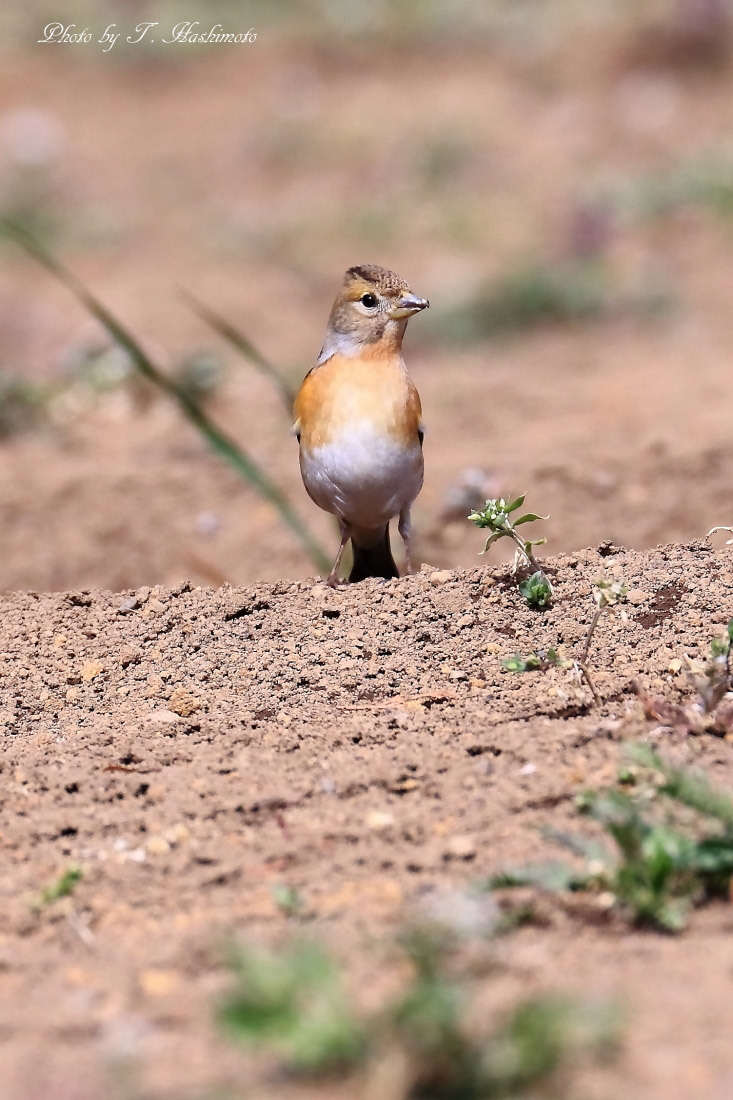 粘り強く野鳥探索_d0334006_20355487.jpg