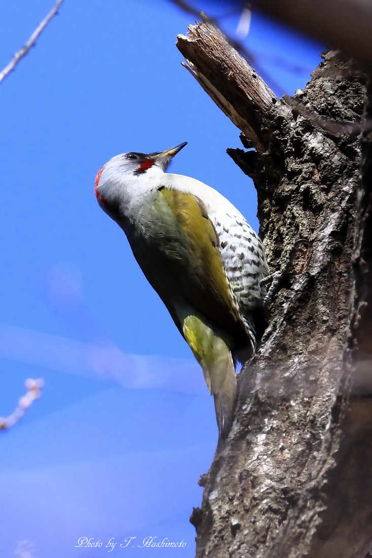 粘り強く野鳥探索_d0334006_20365363.jpg