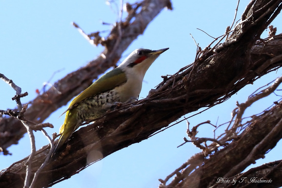 粘り強く野鳥探索_d0334006_20371824.jpg