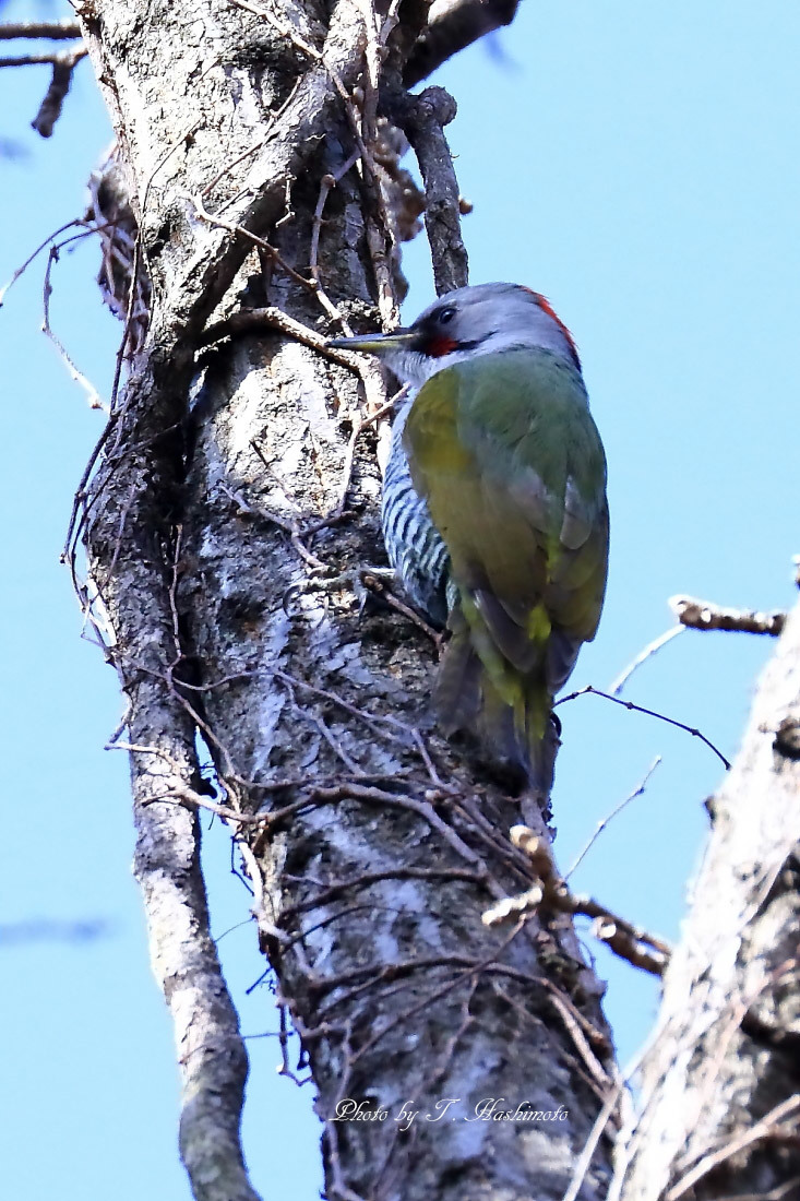 粘り強く野鳥探索_d0334006_20380784.jpg