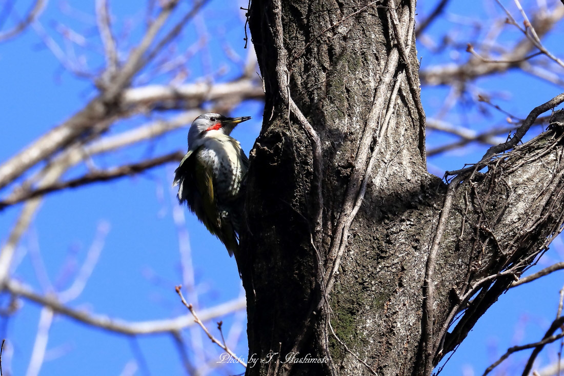 粘り強く野鳥探索_d0334006_20383121.jpg