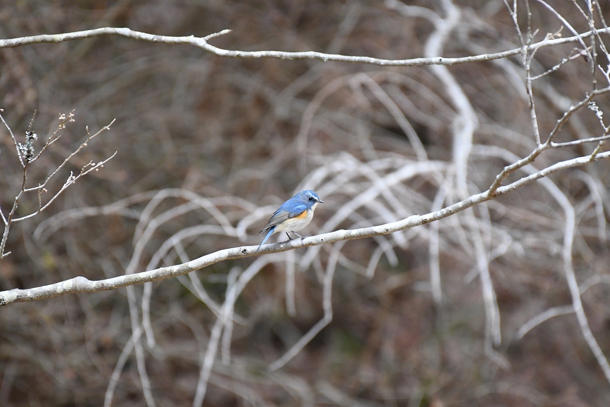 神戸森林植物園の野鳥_b0367008_16344419.jpg