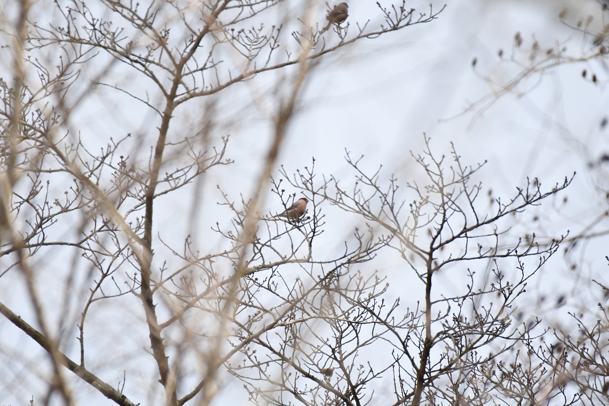 神戸森林植物園の野鳥_b0367008_16345564.jpg