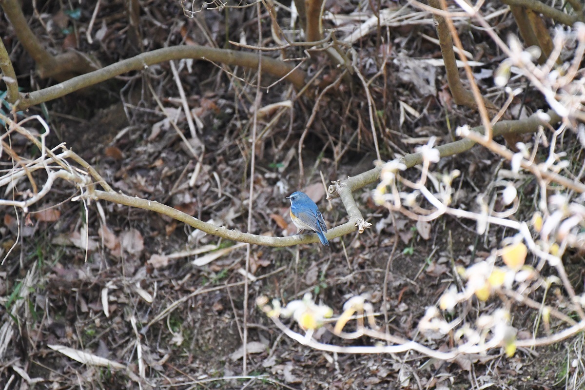 神戸森林植物園の野鳥_b0367008_16350467.jpg