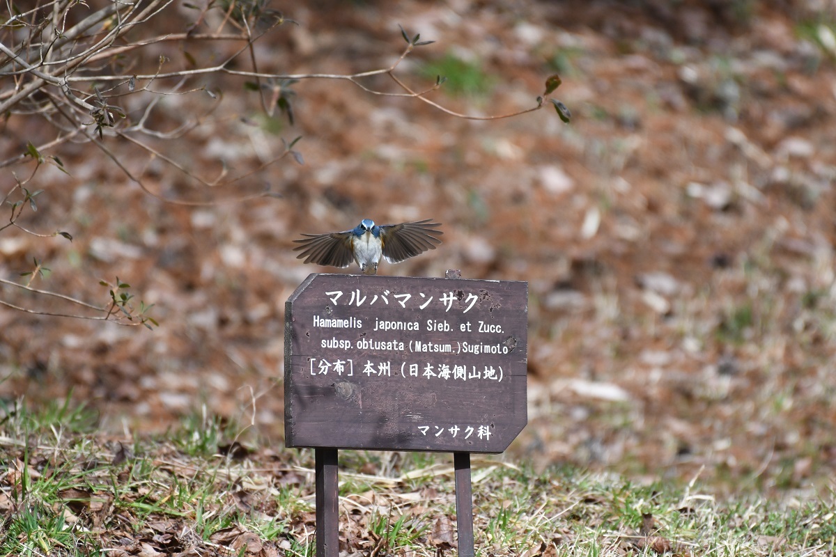 神戸森林植物園の野鳥_b0367008_16351844.jpg