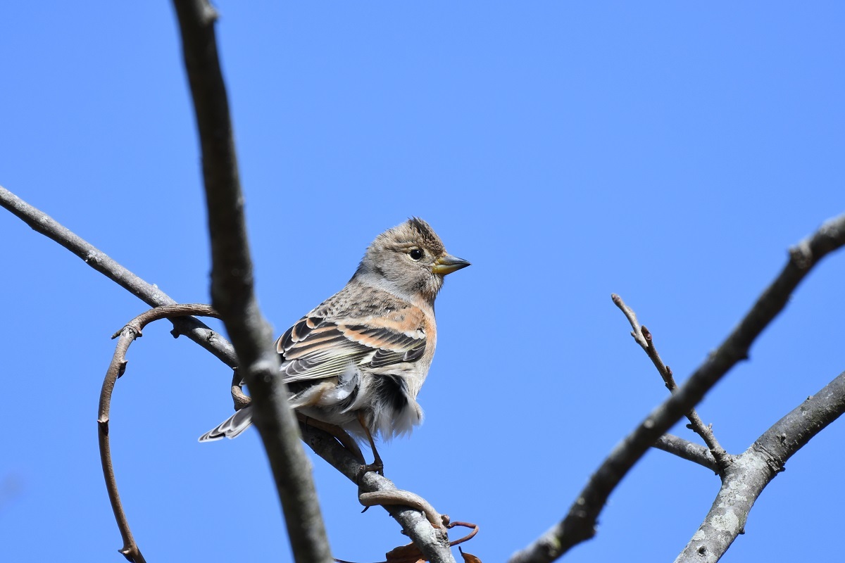 神戸森林植物園の野鳥_b0367008_16353619.jpg