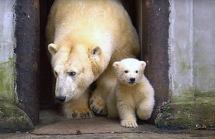 エストニア・タリン動物園で誕生の雄（オス）の赤ちゃんがフリーダお母さんと戸外に登場 ～ 見事な映像記録_a0151913_1984486.jpg