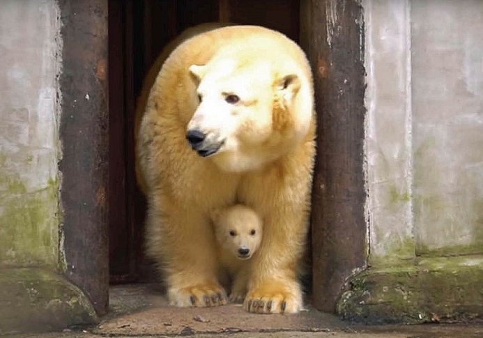 エストニア・タリン動物園で誕生の雄（オス）の赤ちゃんがフリーダお母さんと戸外に登場 ～ 見事な映像記録_a0151913_20165629.jpg