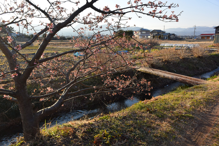 こいぬの小さな旅_d0102523_12392413.jpg