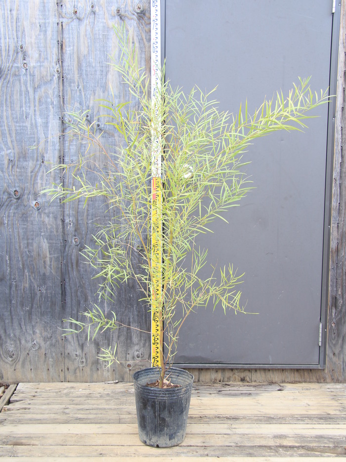 アカシア ポートリンカーンワトル 大苗 ③ 【公式通販】