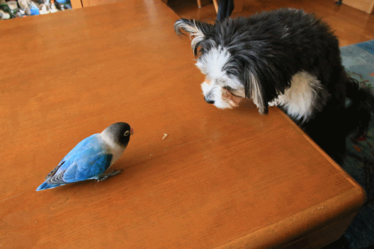 c0145250_10180657.gif