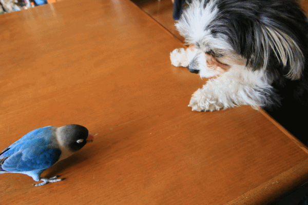 c0145250_10182150.gif