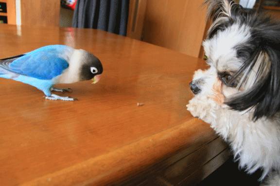 c0145250_10183007.gif