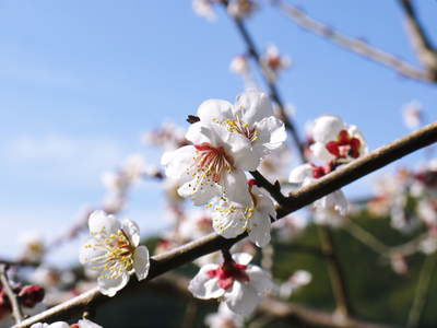 山あいの南高梅 青空の下満開の梅の花を現地取材してきました!!_a0254656_1725183.jpg