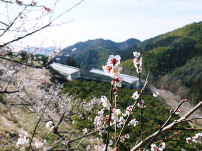 山あいの南高梅 青空の下満開の梅の花を現地取材してきました!!_a0254656_1731034.jpg