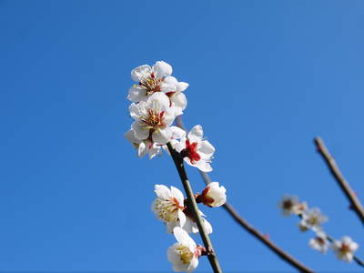 山あいの南高梅　青空の下満開の梅の花を現地取材してきました!!_a0254656_176621.jpg