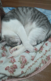 e0001558_10571830.gif